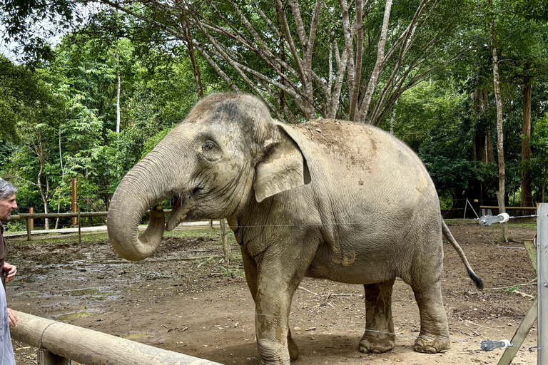 From Kuala Lumpur: Kuala Gandah Elephant Sanctuary Day Trip Shared Tour at Meeting Point Options