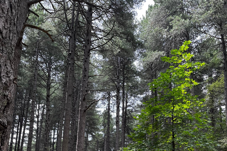 Motta Camastra: Tour in quad delle Gole Alcantara e dell'Etna