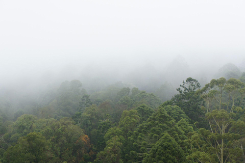 Galle: Kanneliya Rainforest , Jungle Beach & Craft Tour