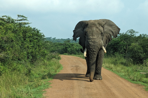 Rwanda : Safari de 8 jours avec Kigali, Nyungwe et les volcansTrekking aux gorilles