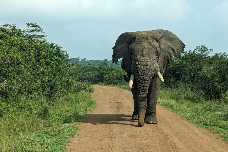 Rwanda: 8-daagse safari met Kigali, Nyungwe en vulkanenGorilla trektochten