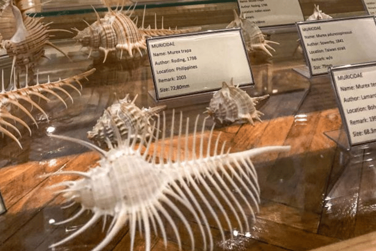 Cavtat: Shell Museum Entry Ticket with Guided Tour Option