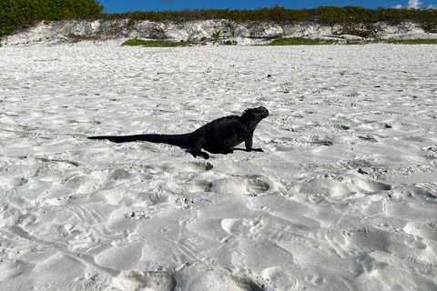 Galápagos: Sightseeing Tour to Tortuga Bay with Crystal-Clear Waters and Kayak