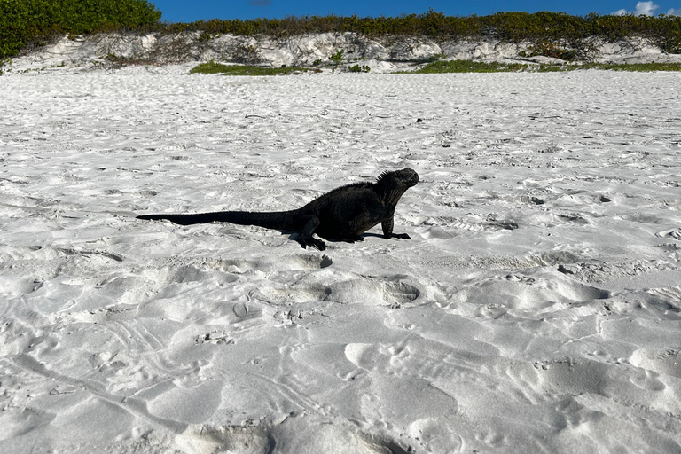 Galápagos: Sightseeing Tour to Tortuga Bay with Crystal-Clear Waters and Kayak