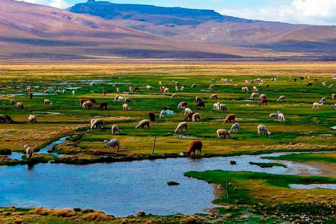 Arequipa: Tour de 1 dia pelo Cânion do Colca e banhos termais