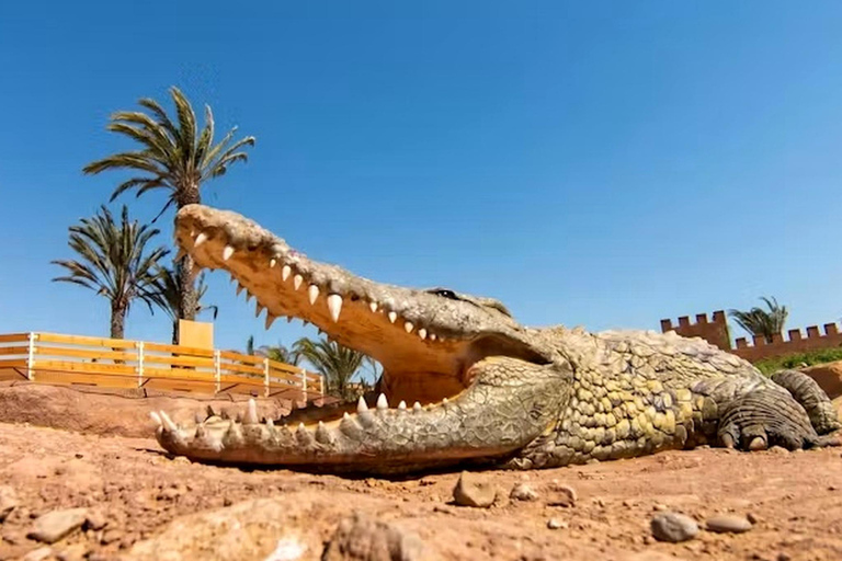 Agadir/Taghazout: Crocoparc Visit W- Entry Ticket & Transfer