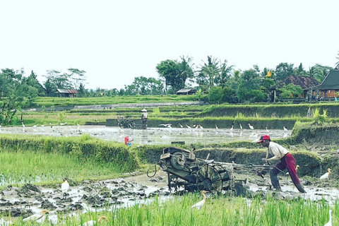 Bali: vida rural em Bongkasa e ritual de purificação em Taman Beji