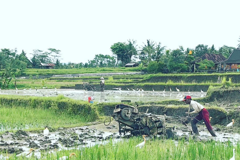 Bali: vida rural em Bongkasa e ritual de purificação em Taman Beji