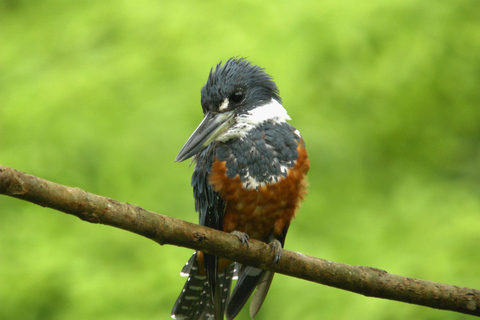 Parque Nacional de Carara: Melhor Tour Parque Nacional de Carara - Um dia