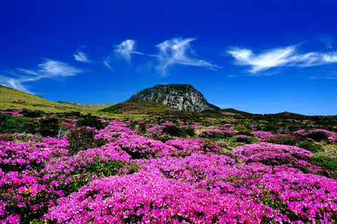 Seoul: Gyeongbokgung Palace, Namsan Park, & More Tour