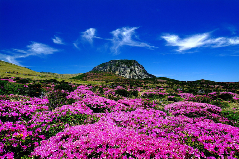 Seoul: Gyeongbokgung Palace, Namsan Park, & More Tour
