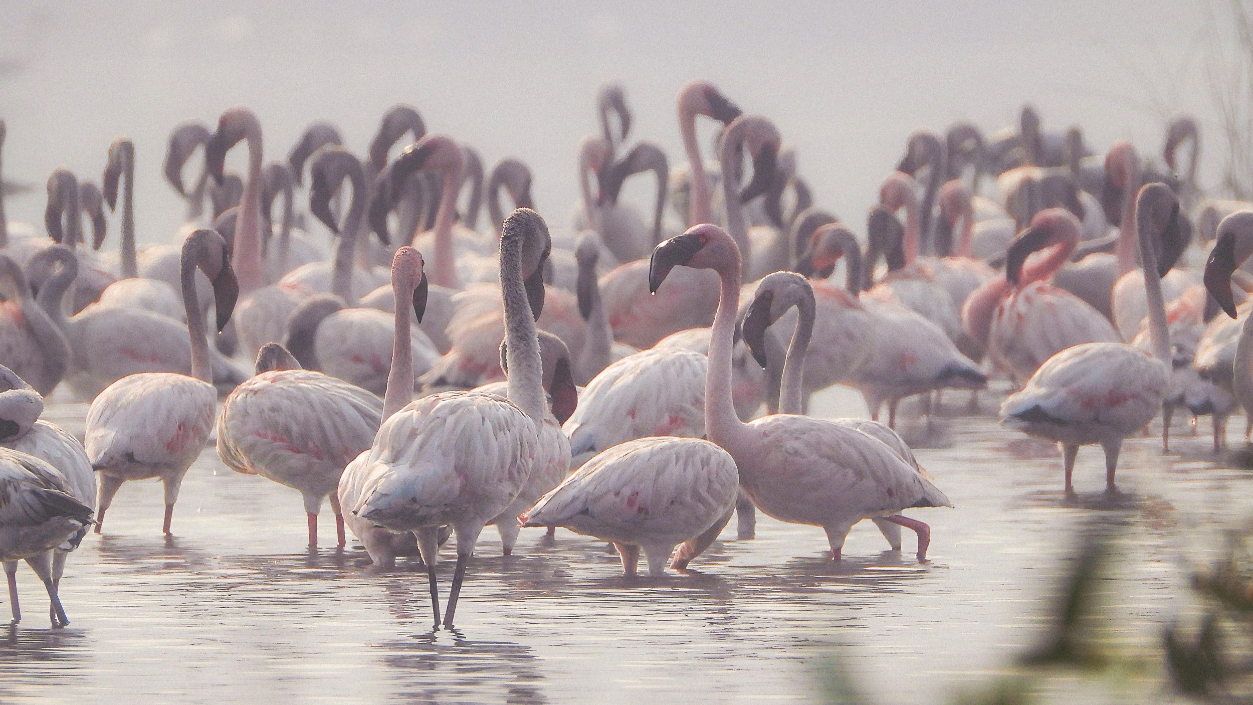 Vogelwanderung in Navi Mumbai