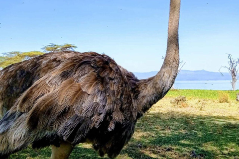 Nairobi: Crescent Island Sanctuary Day Trip with Lunch Nairobi: Crescent Island Sanctuary private day Trip