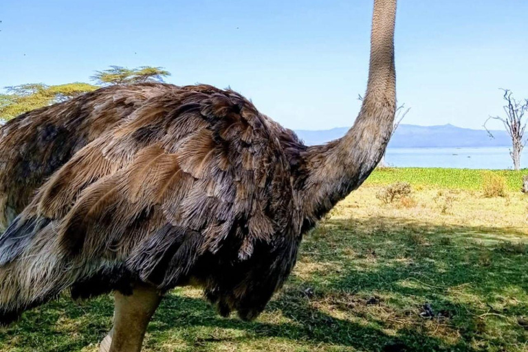 Nairobi: Crescent Island Sanctuary Day Trip with Lunch Nairobi: Crescent Island Sanctuary private day Trip
