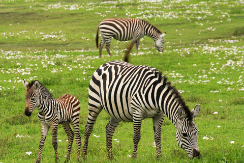 Passeio de safári de um dia pelos lagos Nakuru e Naivasha