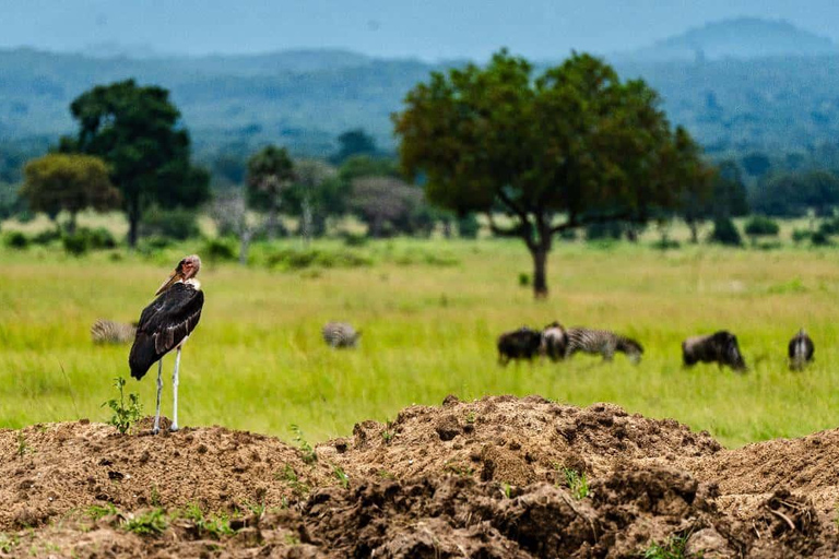 From Zanzibar: Mikumi Safari Day Trip with Flights and Lunch Mikumi Shared Safari without hotel transfer