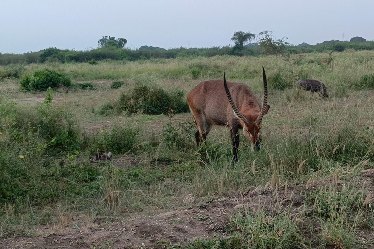 Kampala: 3-Day Queen Elizabeth National Park Safari Tour