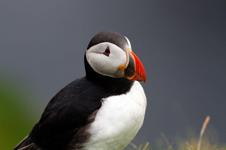 Desde Edimburgo: Excursión de 4 días a Mull, Iona, Staffa y las islas de los frailecillosHotel Habitación Doble