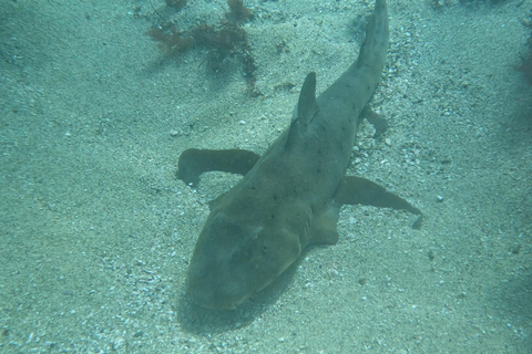 La Jolla Cove Sea Lions & Cave Snorkel Tour