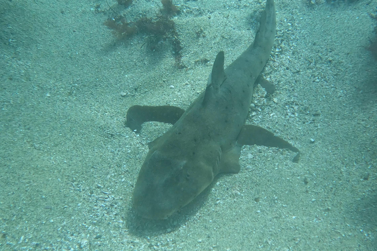 La Jolla Cove Sea Lions & Cave Snorkel Tour