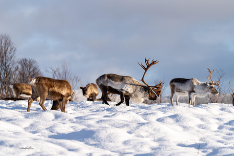 Tromsø: Royal Reindeer at Sami Camp | Feeding & Stories English Guide