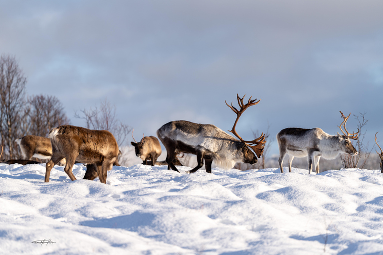 Tromsø: Royal Reindeer at Sami Camp | Feeding & Stories English Guide