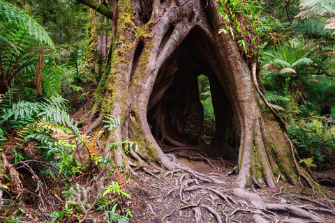 2-Day Private Premium Great Ocean Road Tour