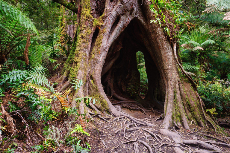 2-Day Private Premium Great Ocean Road Tour