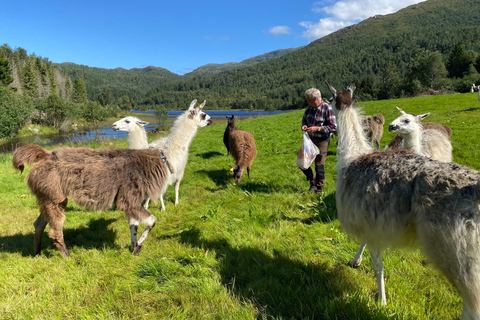 Måløy: Llama farm visit