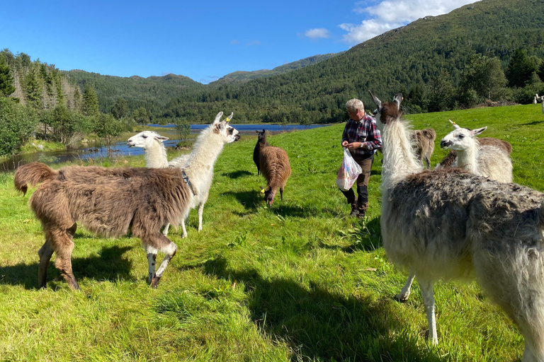 Måløy: Llama farm visit