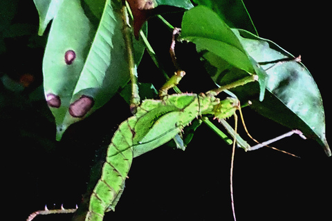 Khao Sok: Half-Day & Night Wildlife Trek and Jungle Dinner Option 6: Half-Day & Night Trek with Dinner From Khao Lak