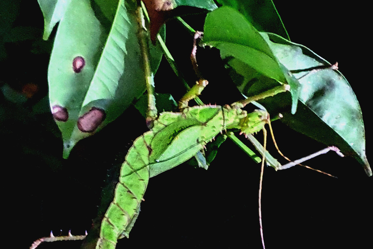 Khao Sok: Half-Day & Night Wildlife Trek and Jungle Dinner Option 6: Half-Day & Night Trek with Dinner From Khao Lak