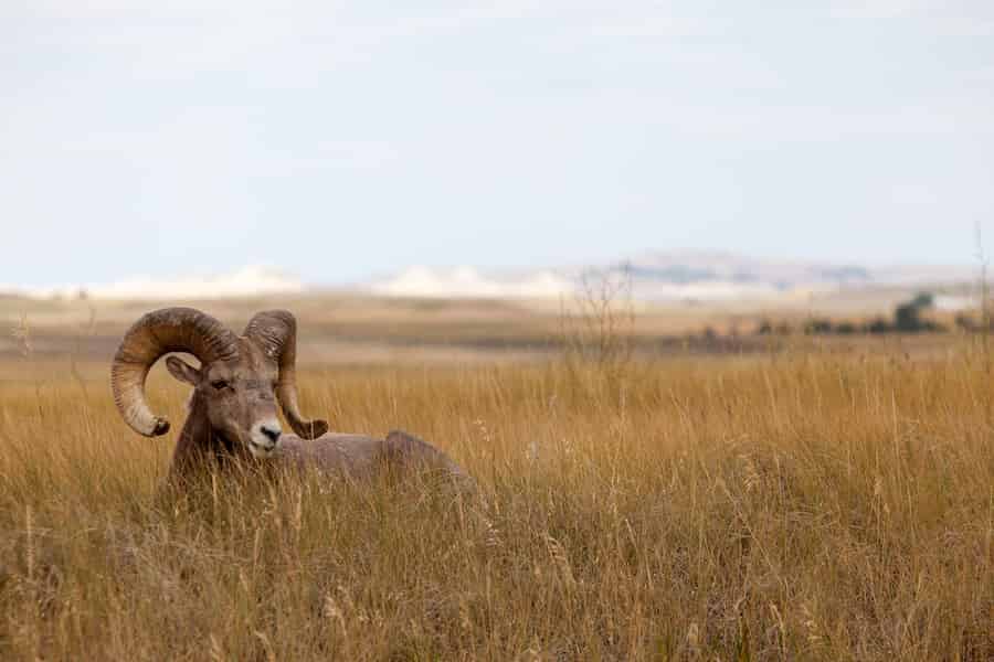 Badlands-Nationalpark: Premiere-Tagestour. Foto: GetYourGuide