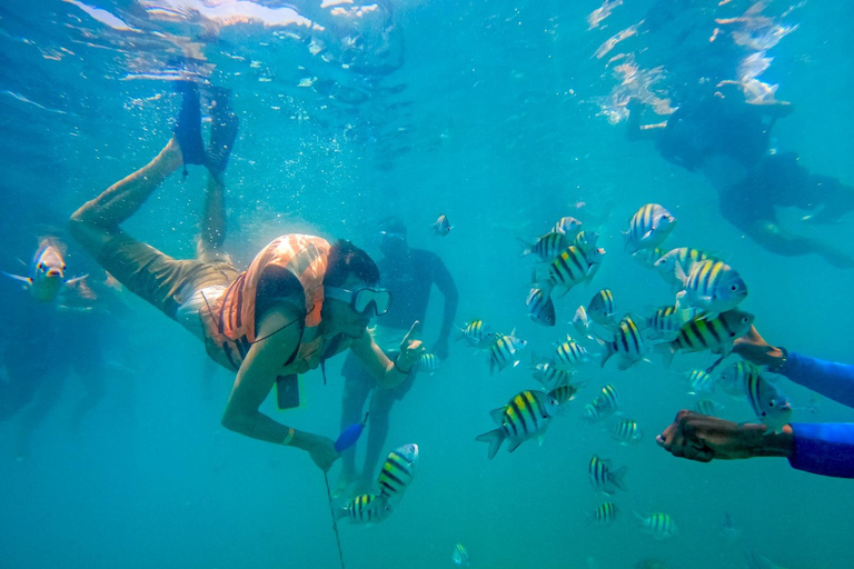 Escape from Cartagena to Isla de Baru and see the Mangroves!