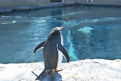 北海道旭山動物園＆美瑛ブルーポンドツアー（現地ガイド付き）