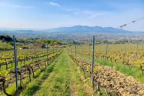 Lucca: Visita à Adega Azienda Agricola San Pietro com Degustação