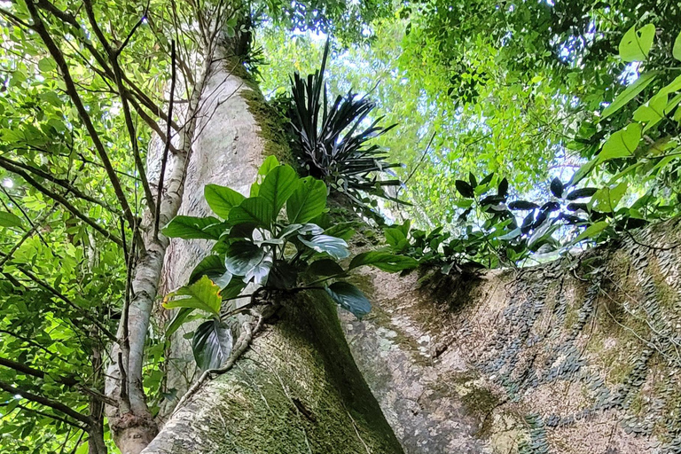 CAMINHO DO OURO - Guided tour Atlantic Forest, Waterfalls, Stories.