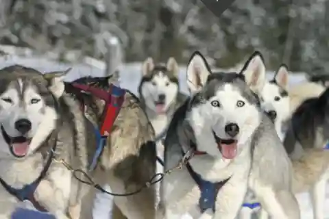 Ontario, Californien: Eventyr med hundeslæde