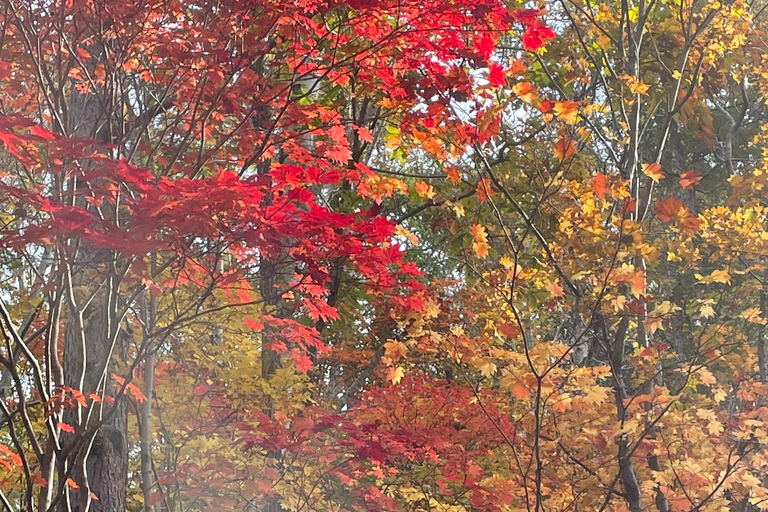 Hokkaido: Half Day Backcountry Hiking Tour with Onsen Hokkaido:Half Day Backcountry Hiking Tour with Onsen