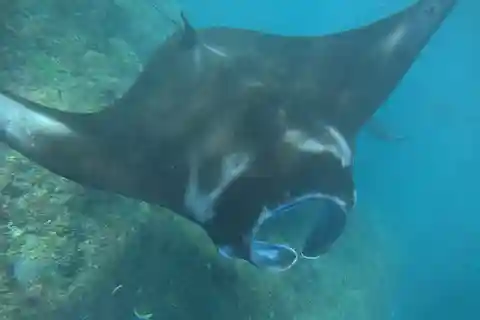 From Bali : Snorkeling & Nusa Penida Island Tour with Lunch