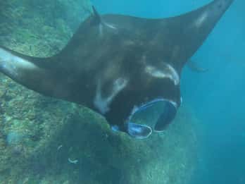 Desde Bali: Snorkel y excursión a la isla de Nusa Penida con almuerzo