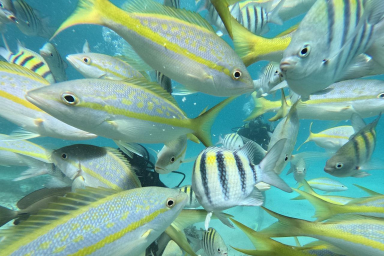 Punta Cana: Discover Scuba Diving Experience for Beginners