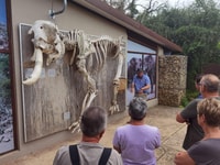 Addo Elephant National Park Full-Day Safari - Housity