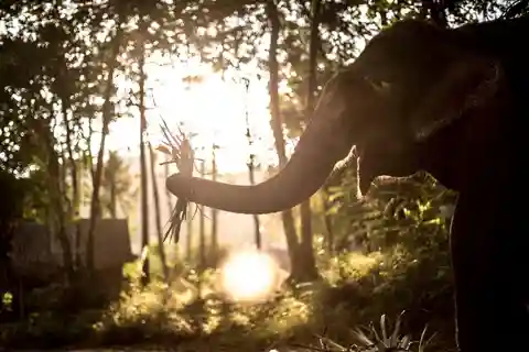 Krabi : L'expérience unique du crépuscule dans un sanctuaire d'éléphants éthiques