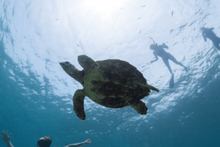 Snorkeling in Salalah