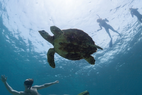 Bajo el agua: Descubre el paraíso del snorkel de Mirbat