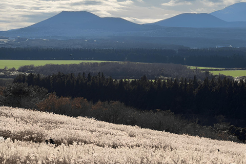 2024 Tour autunnale di Jeju con il Pink Muhly Festival