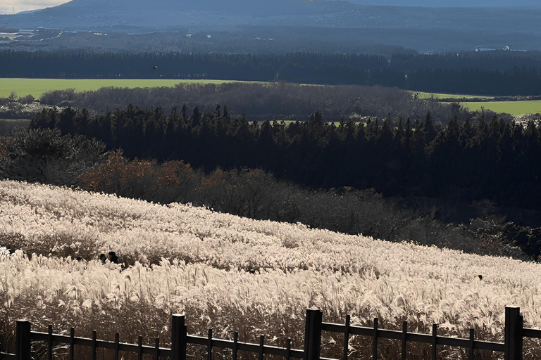 2024 Jeju Autumn Tour with Pink Muhly Festival