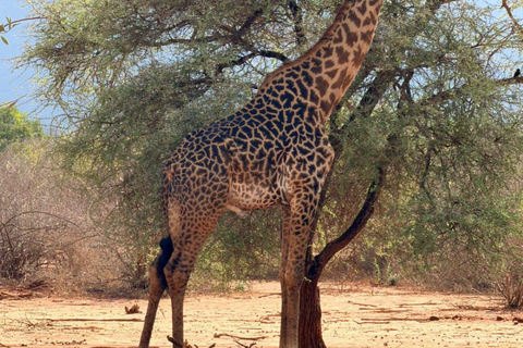Mombasa/Diani: 2-Day Tsavo East Safari with Meals Private day tour to Tsavo East National Park - VAN