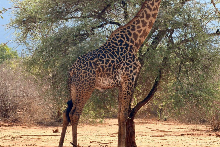 Mombasa/Diani: 2-Day Tsavo East Safari with Meals Private day tour to Tsavo East National Park - VAN